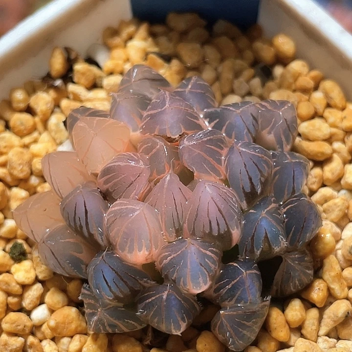 710糊斑霓虹灯锦特选福利