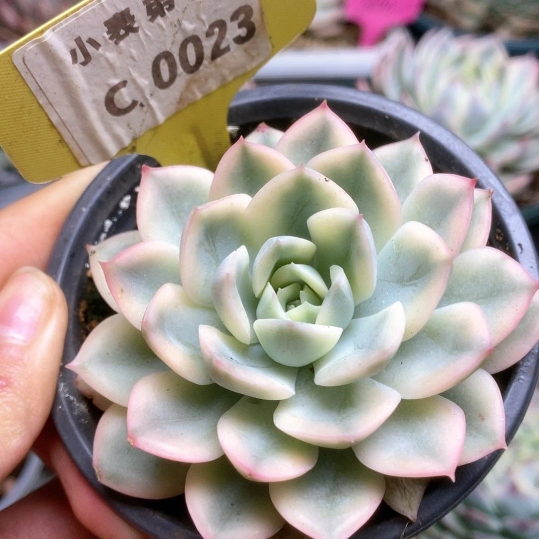 C023月亮仙子锦锦锦锦锦锦