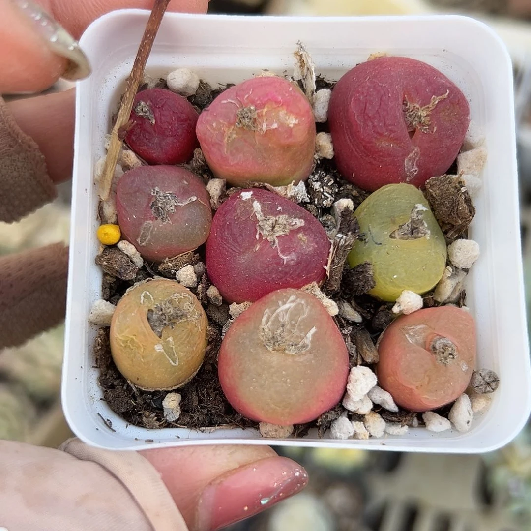 多肉植物毛汉尼群