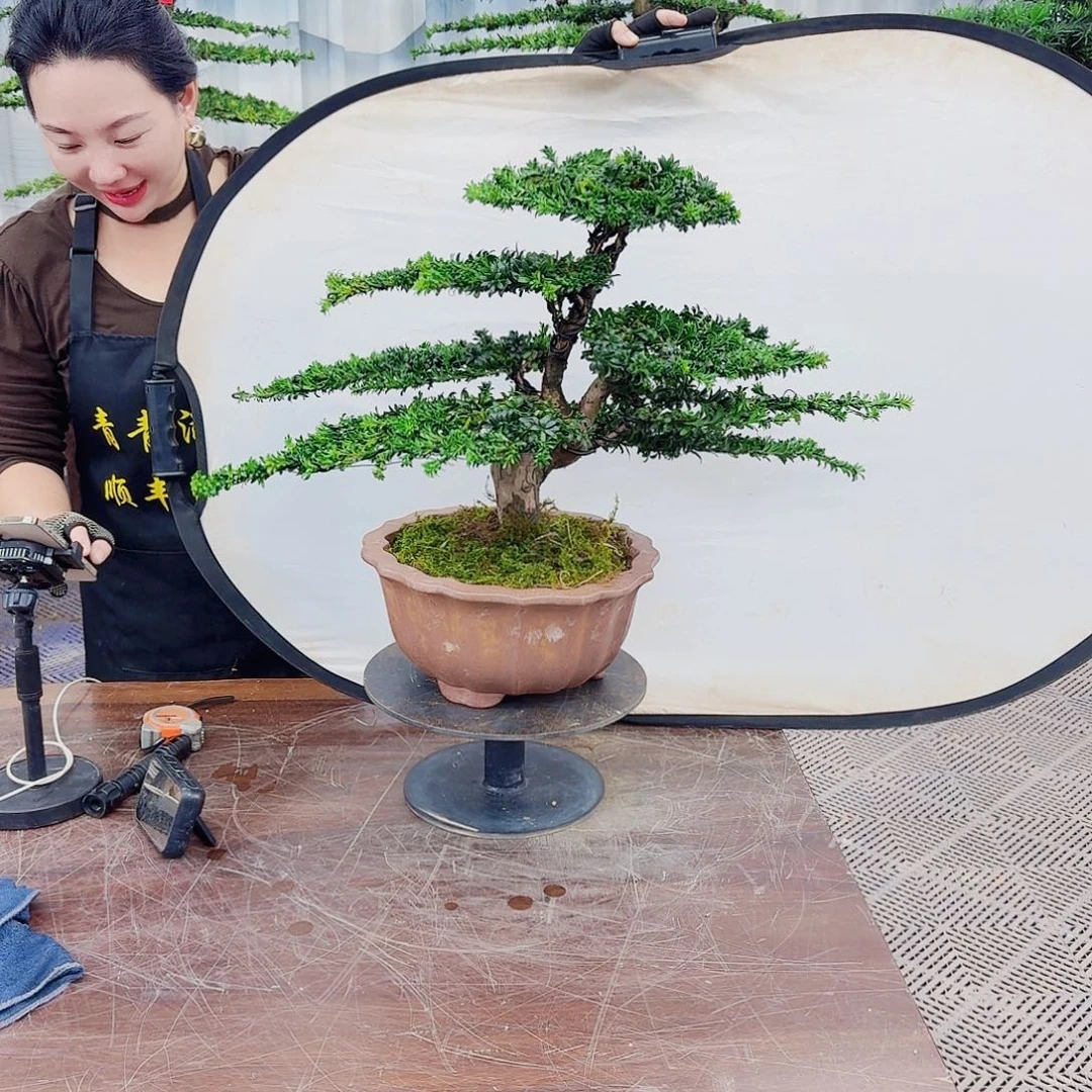 无花朵罗汉松一物一拍888