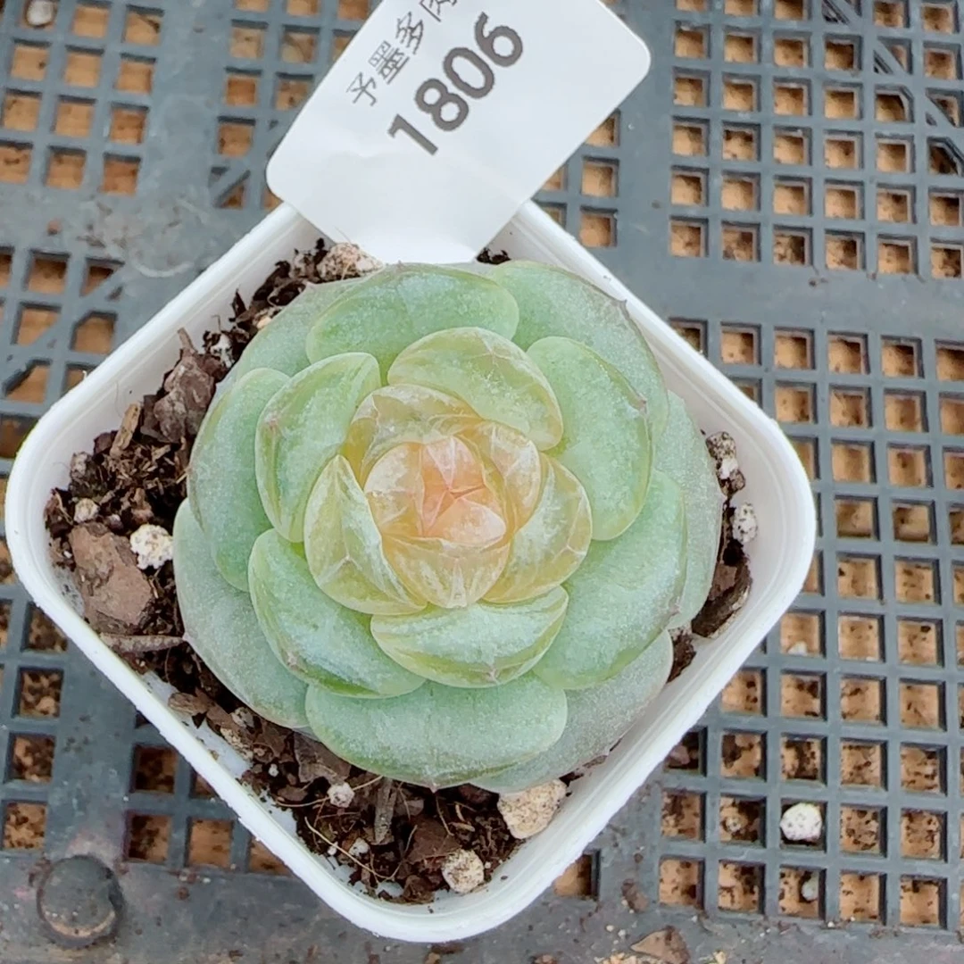 奶油黄桃，1806多肉植物