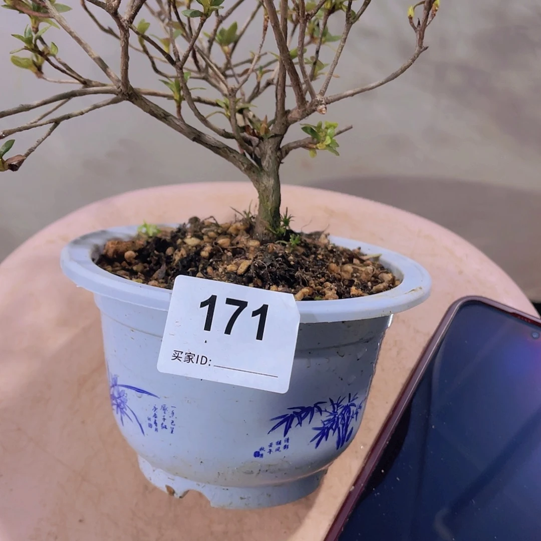 红陶直播时间一定一定