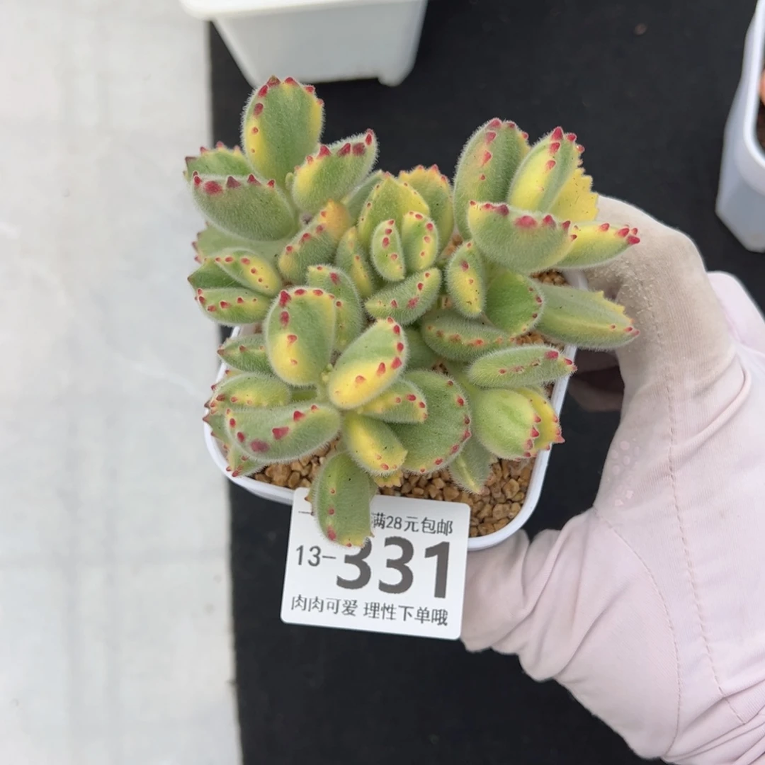 白熊多肉多肉多肉多肉