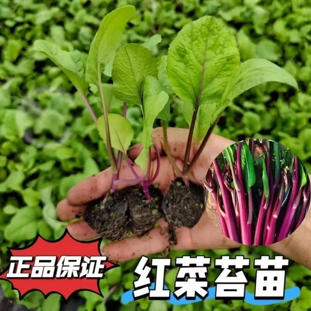 红菜苔苗秧苗洪山紫红油菜台薹武汉种孑湖北种籽大全种子红油菜苔