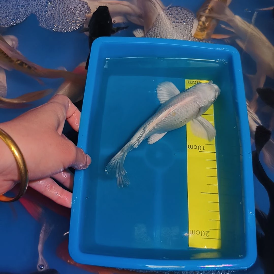 蝴蝶鲤鱼蝴蝶鲤白色1条