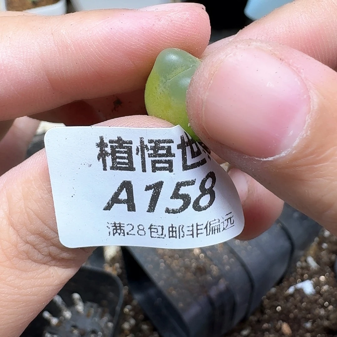 多肉植物的润泽地地方