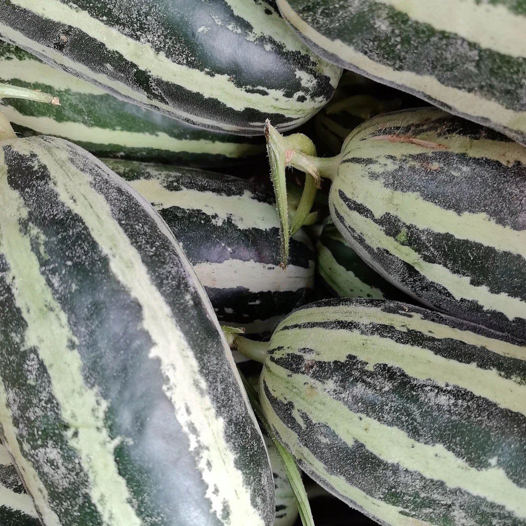 博洋9号爆汁口感脆甜瓜公斤