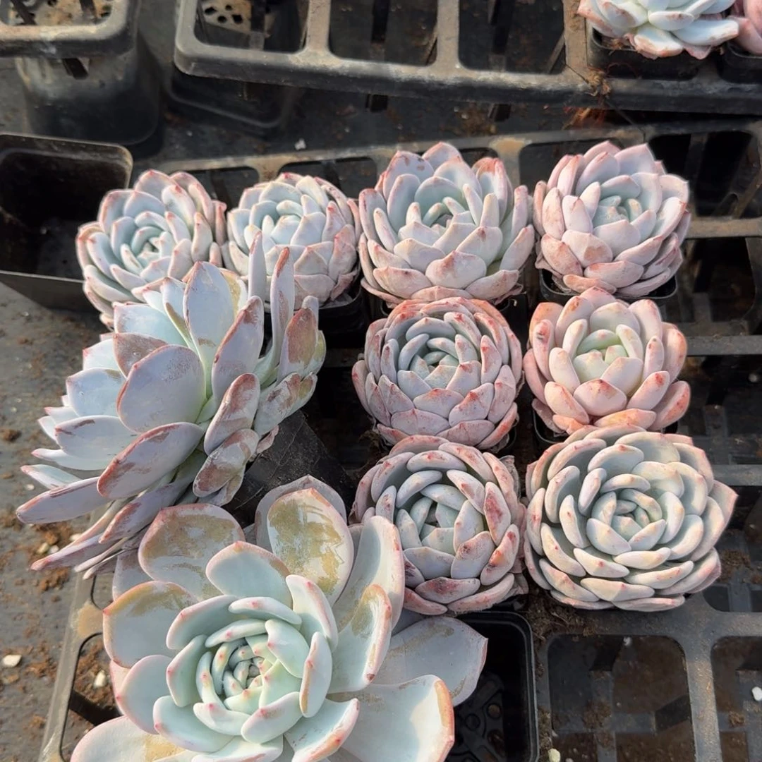 14/79奶盖十棵两大八小量拍发货左五