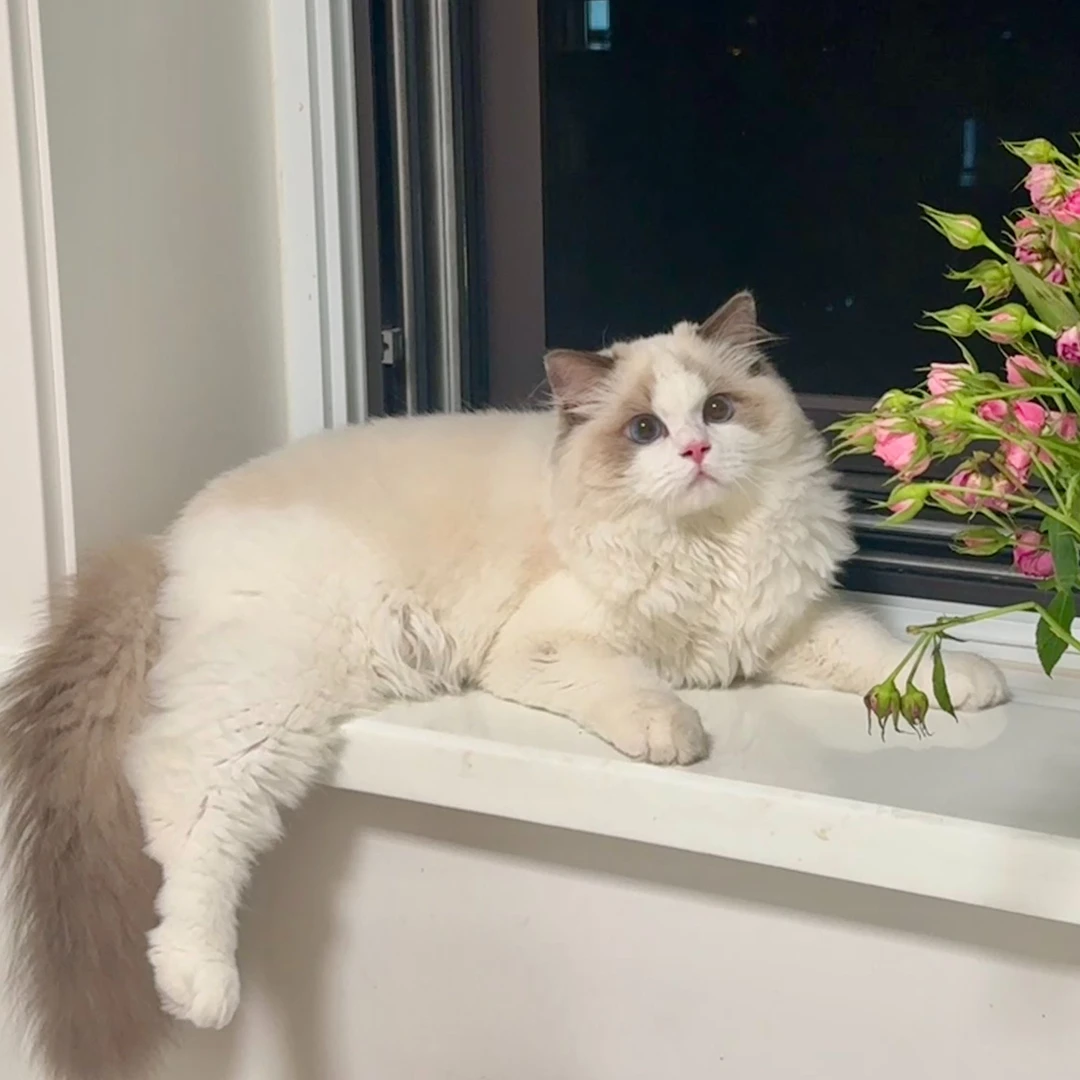 【八金布偶猫舍】活体猫咪