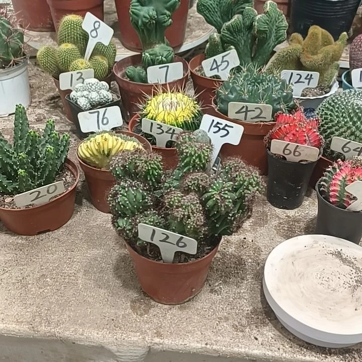 宁***姥无花朵虎头山，，，