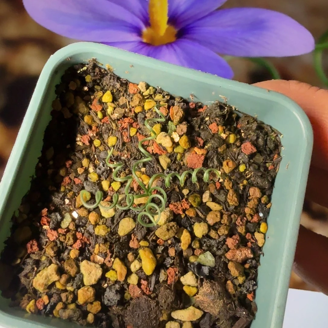 南红花弹簧草一个带盆发