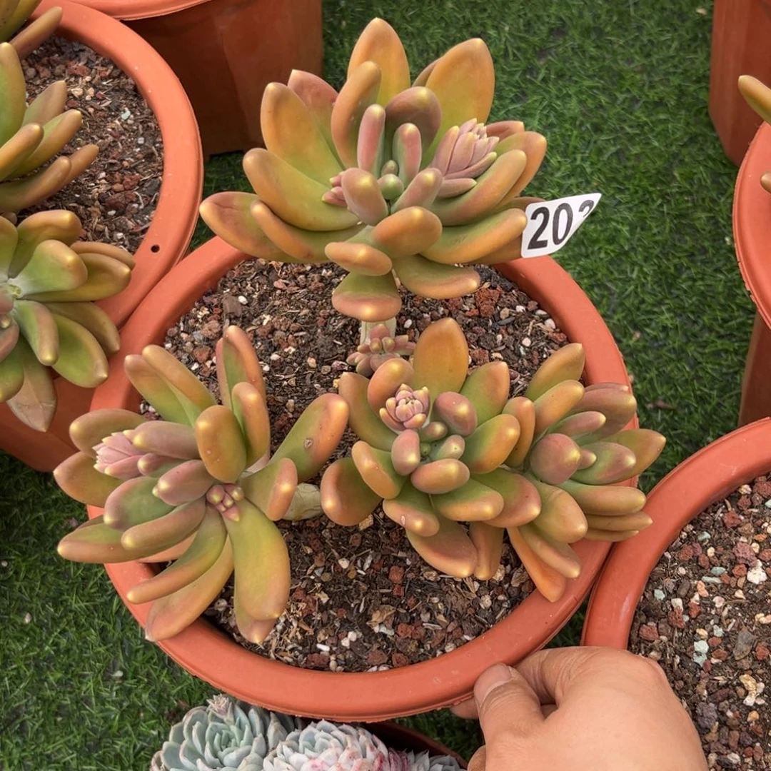 多肉植物金蟾群203