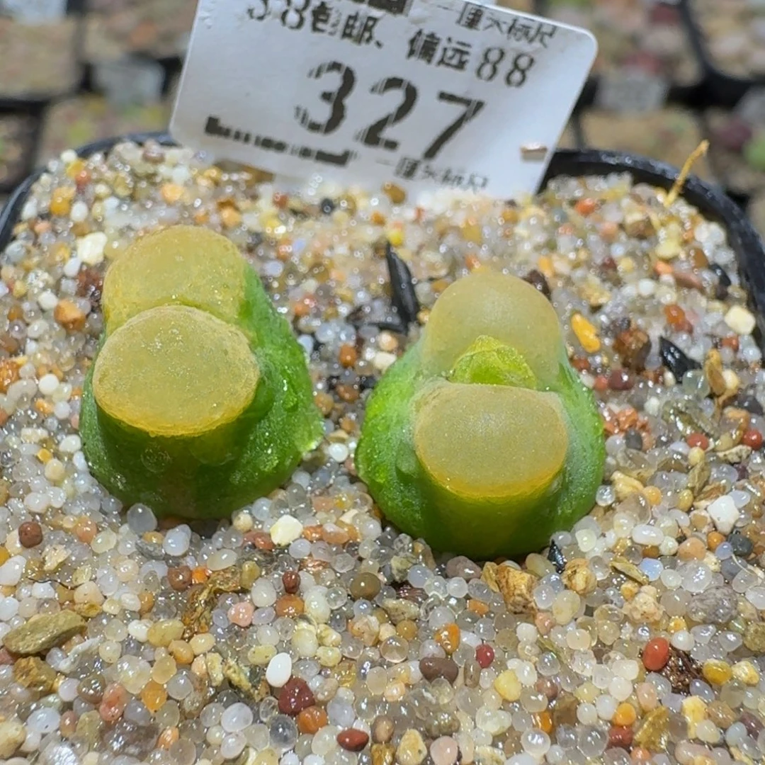 Sssss精品生石花327拉毛