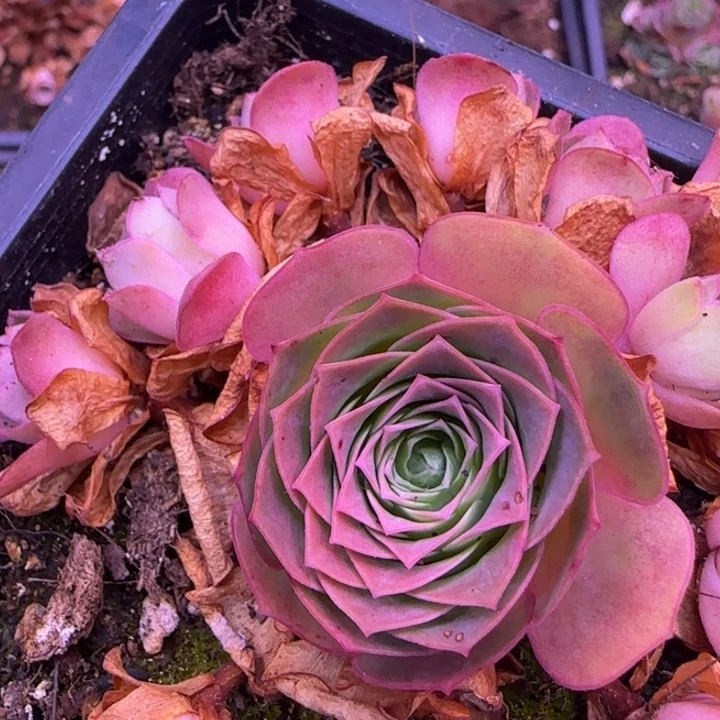 捧花123434646767544343