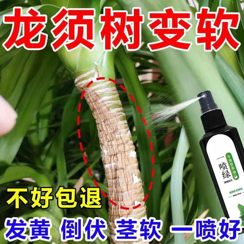 龙须树专用肥营养液一喷绿叶子发黄枝干变软变蔫干尖黄斑龙血树