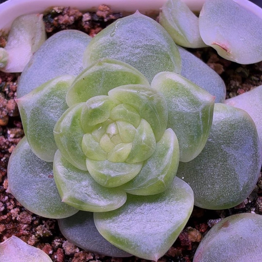 T17/109甜心一物一拍
