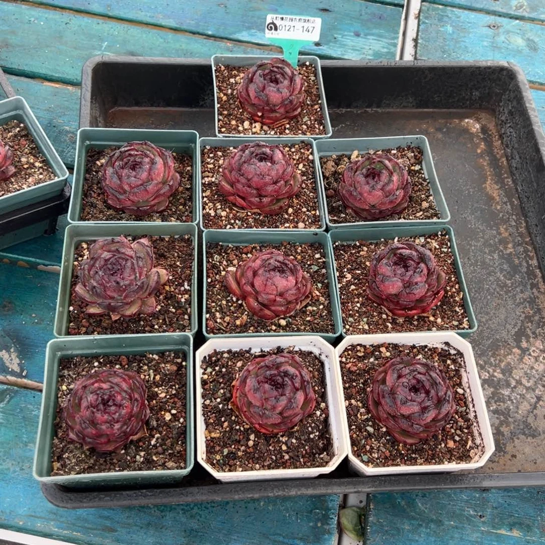 傻**名从前慢多肉精选编号0121.147