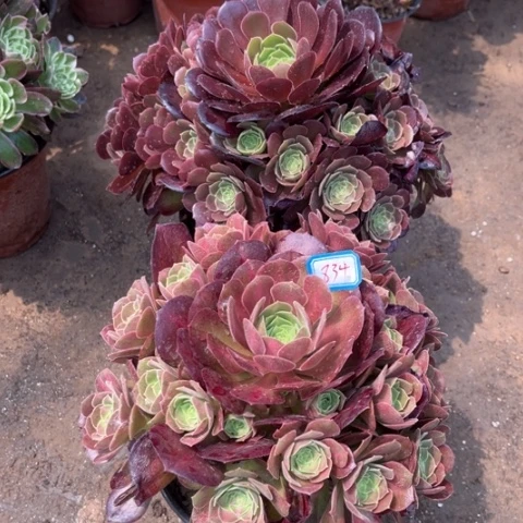 834多肉植物组合