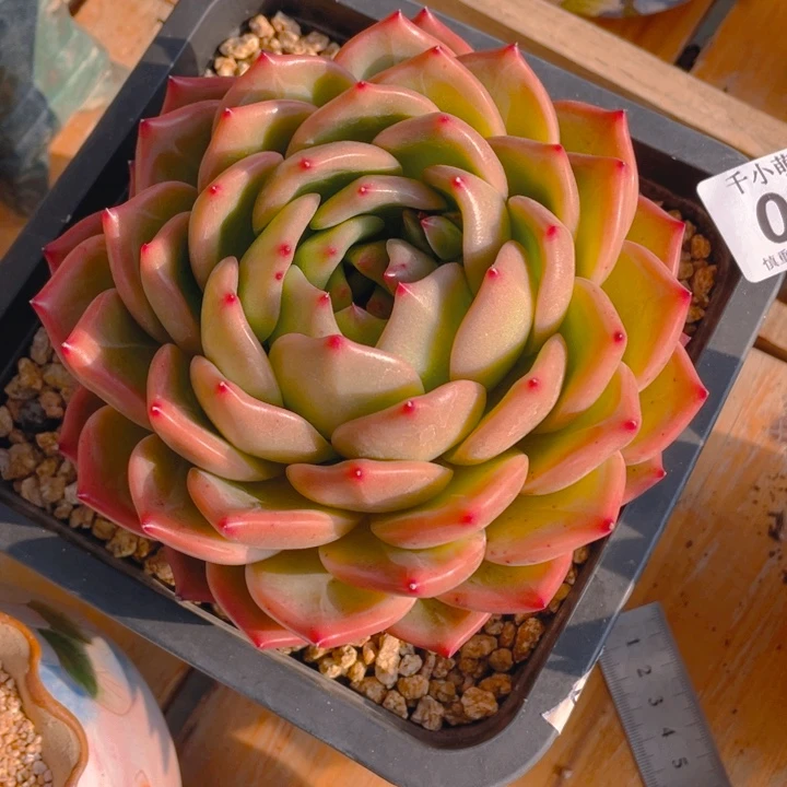 川*谢谢你的支持0000075