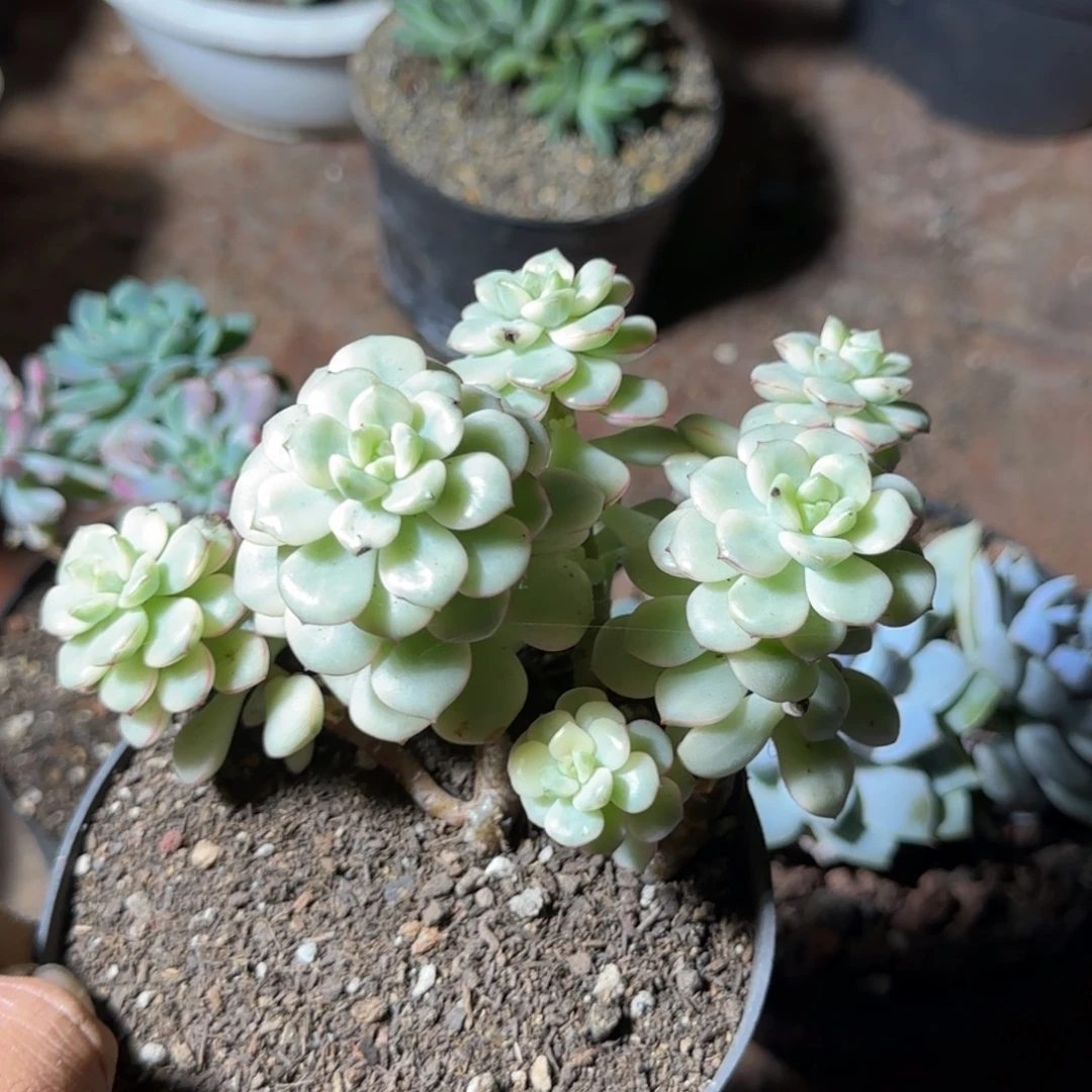 探戈锦惊鸿一物一拍包装收缩花旱