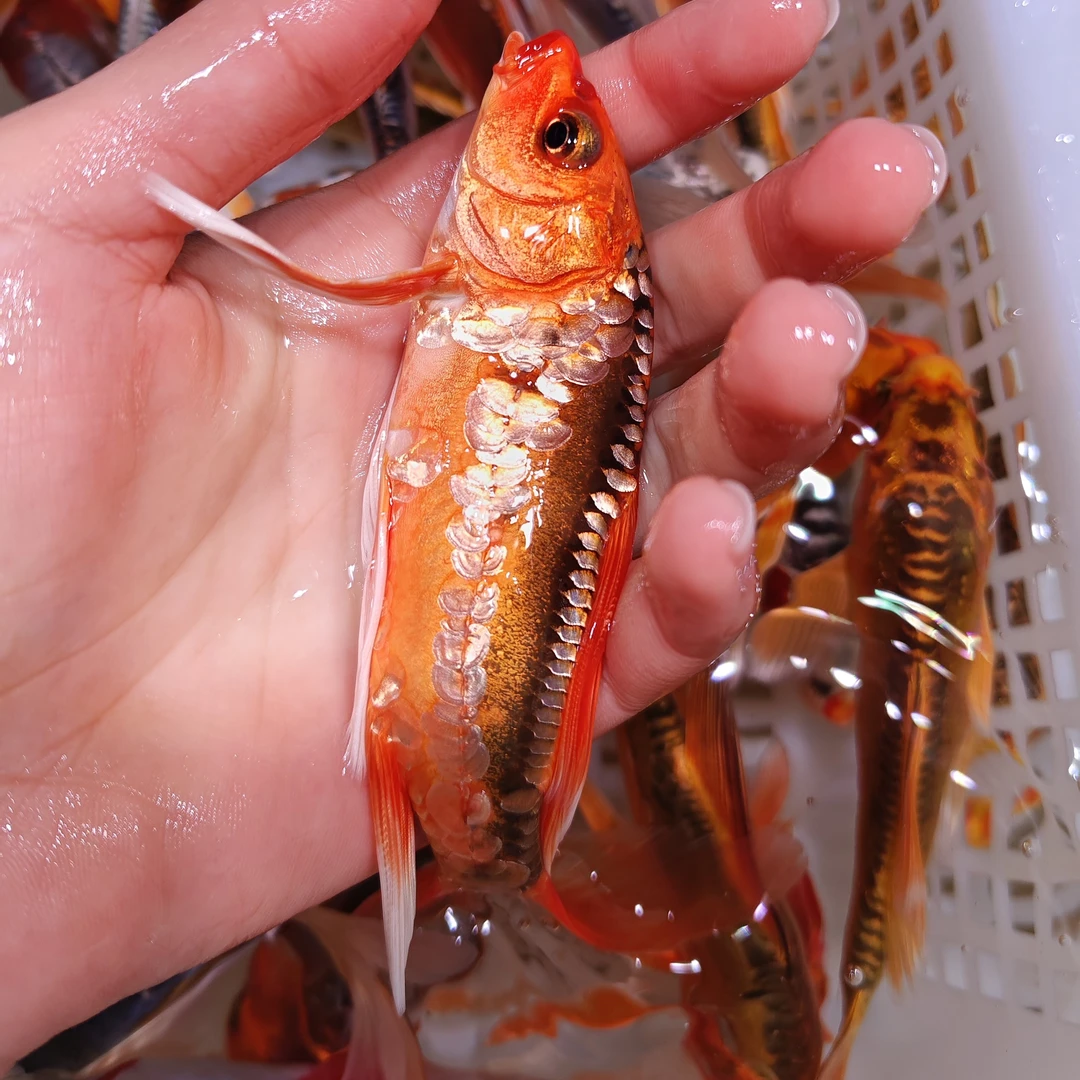 大尺寸【22尾】德国锦鲤 高端血统鲤鱼9-11公分 花色丰富 渔场发货