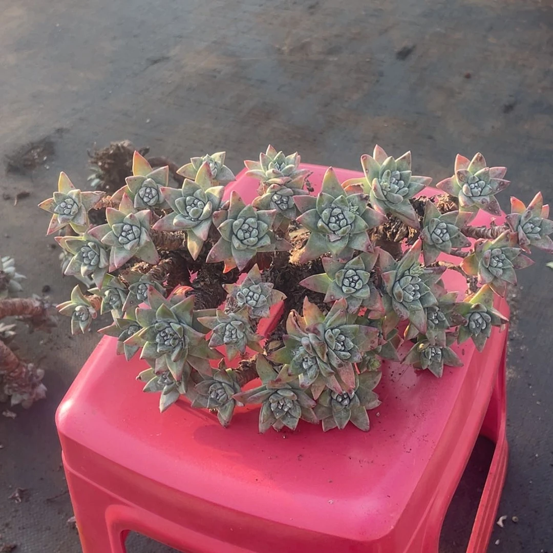 【闪购商品】刘***瑕疵特价不售后