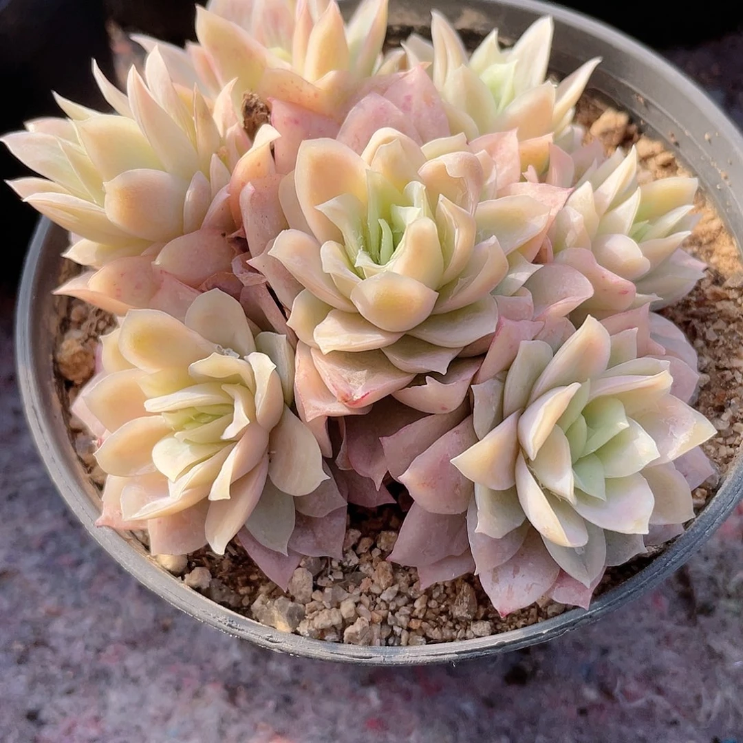 1704  冰山玫瑰锦 六月六