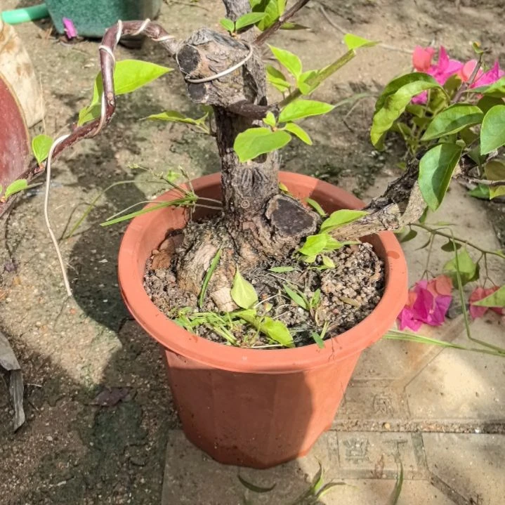 橄***树三角梅同安红一个