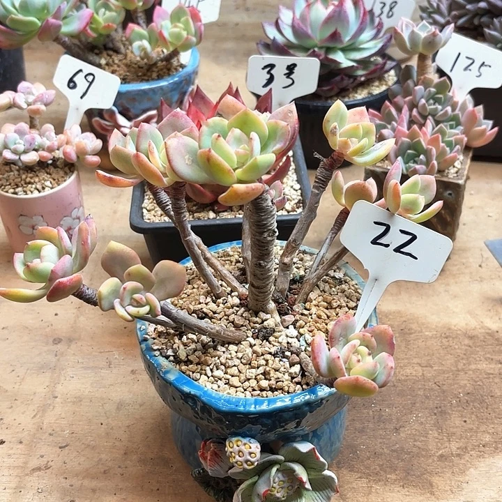 多肉植物，白月光22号