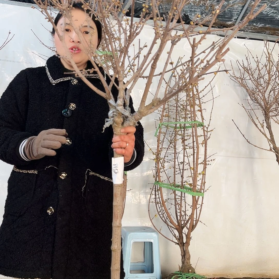 完全开放腊梅花会一物一拍大小都有南北方种植的