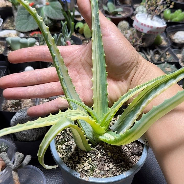 716木立芦荟锦脱土发货