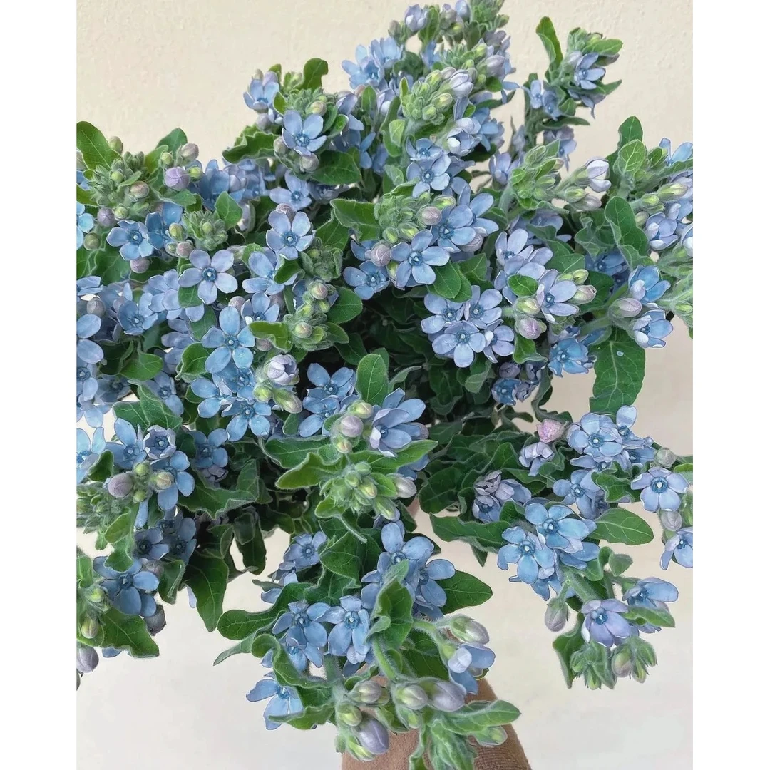 【蓝星花】一单包邮 云南鲜花昆明基地现采现发
