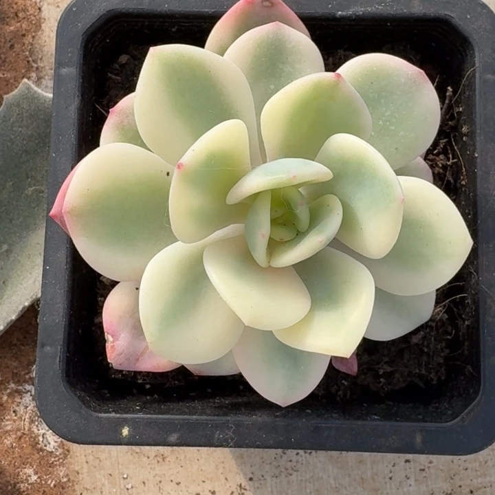 白月光锦一物一拍