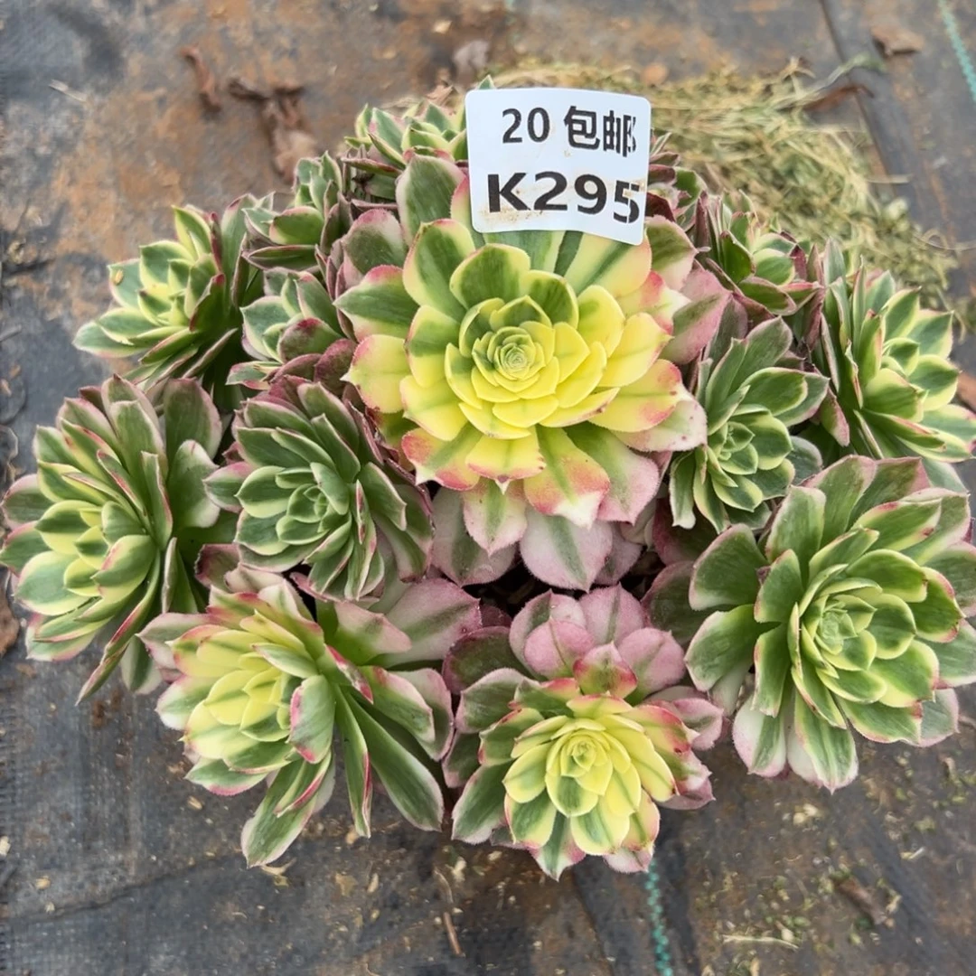 295海王，满20包邮嘟叮熊