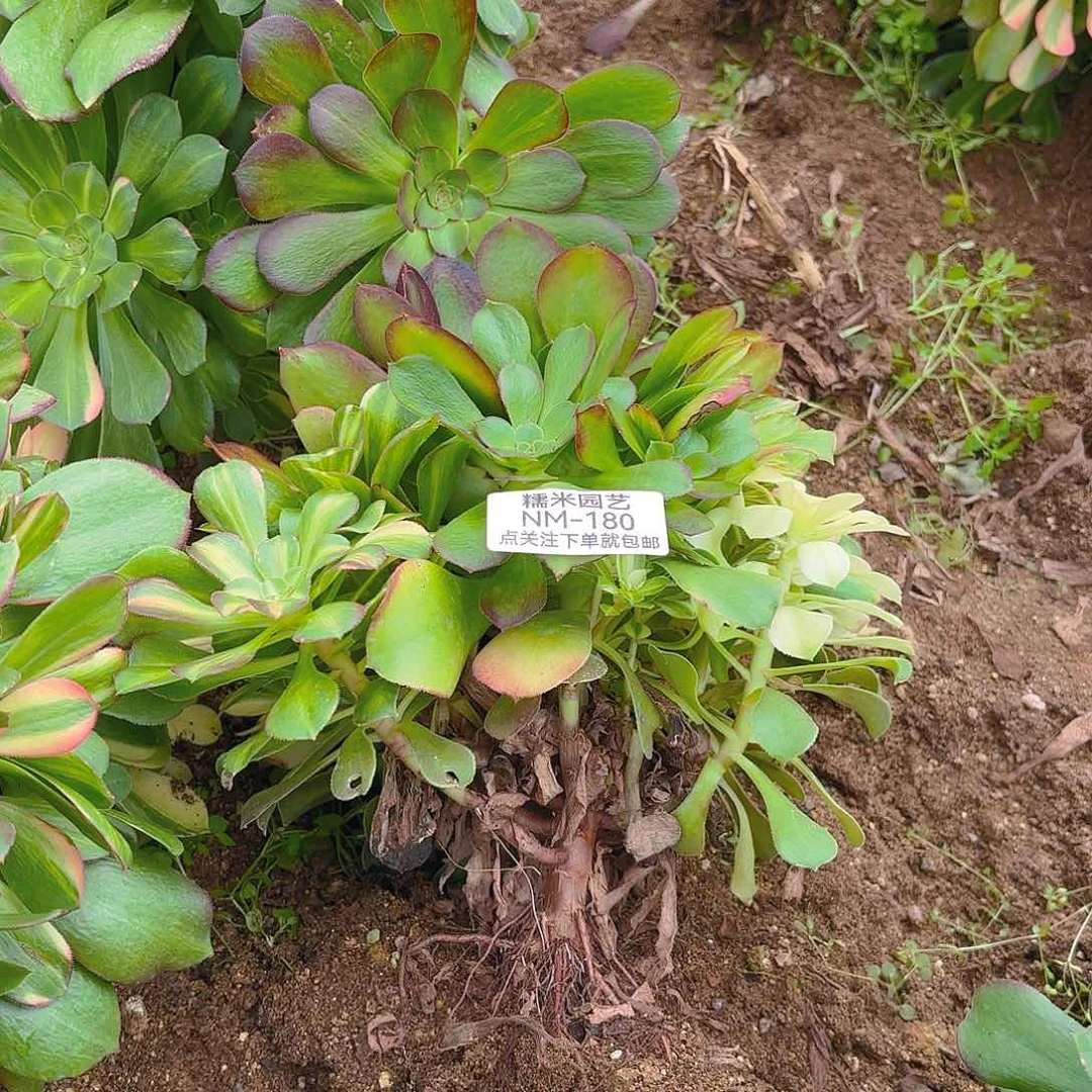 红***a绍七彩砍头群多肉植物180