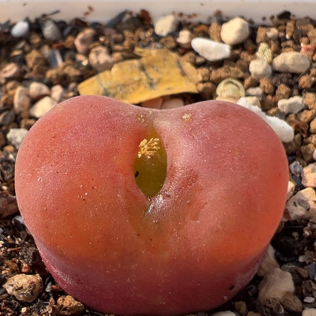 199多肉植物百科植物