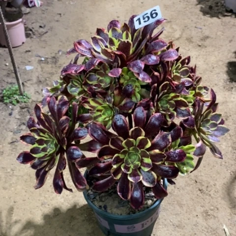 悟*156欧加莉多肉135678899