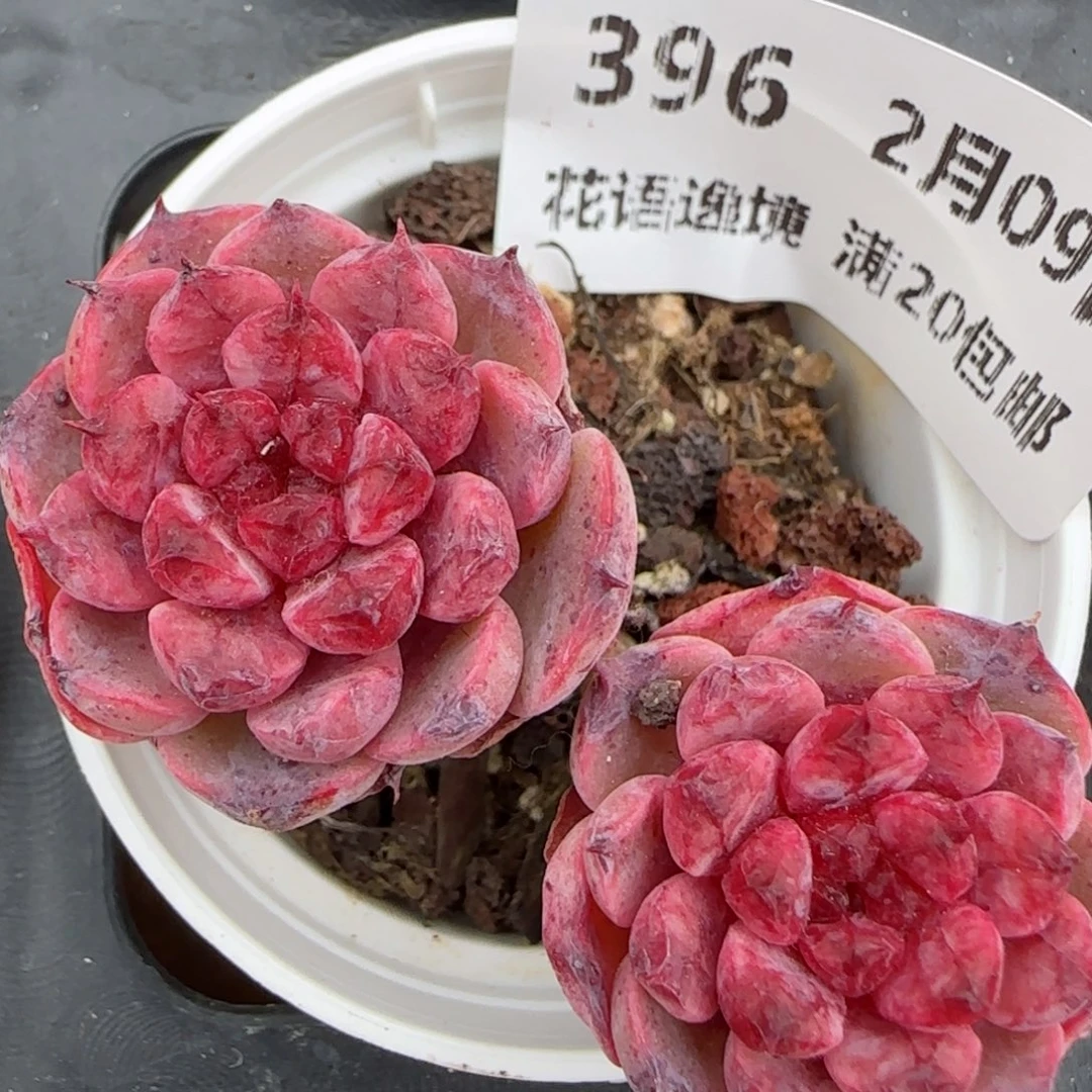 花语逸境0209-396