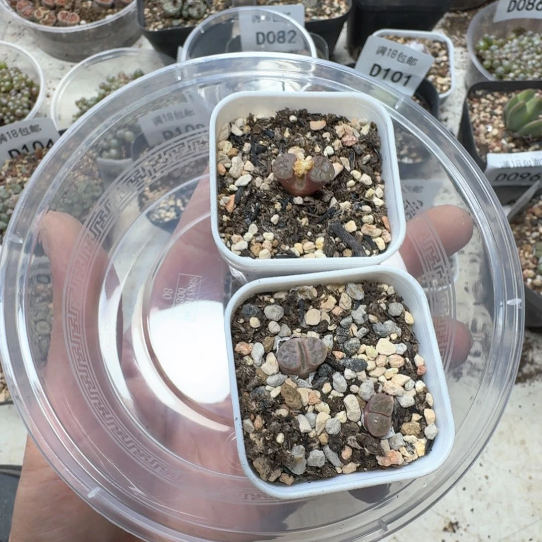 D118。 两颗小磁铁