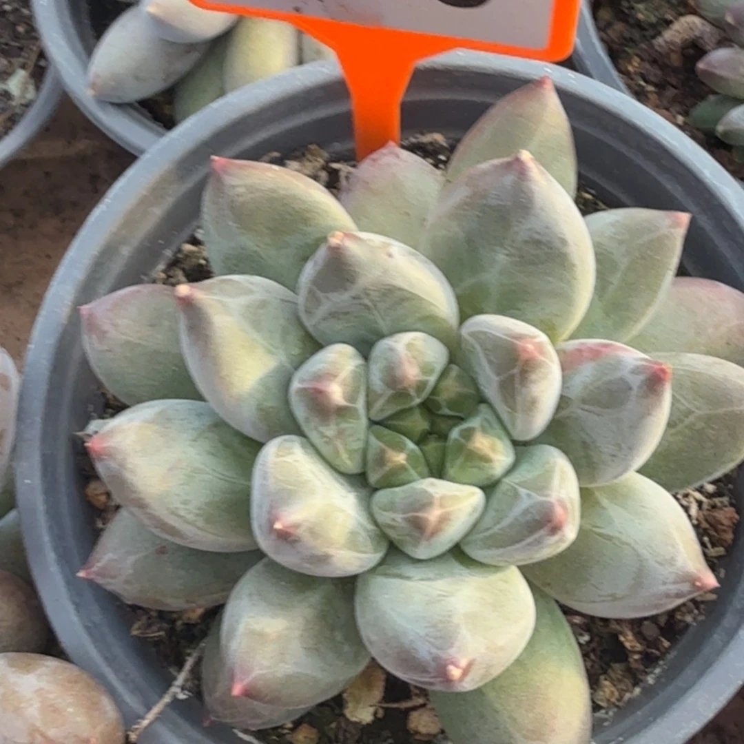 重楼一物一拍510.