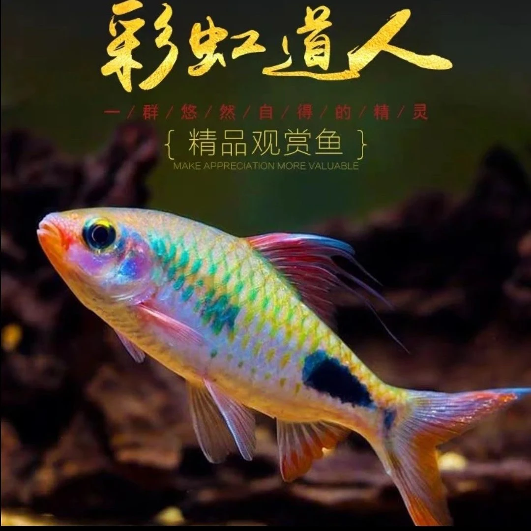 彩虹道人热带鱼黑影道人草缸群游鱼小型观赏鱼一眉道人钻石白云