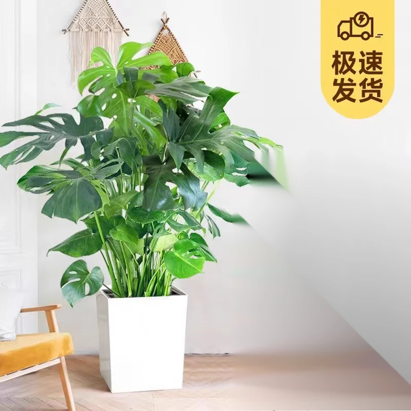 龟背竹大型特大号老桩丛生室内外客厅卧室绿植落地盆栽懒人绿植