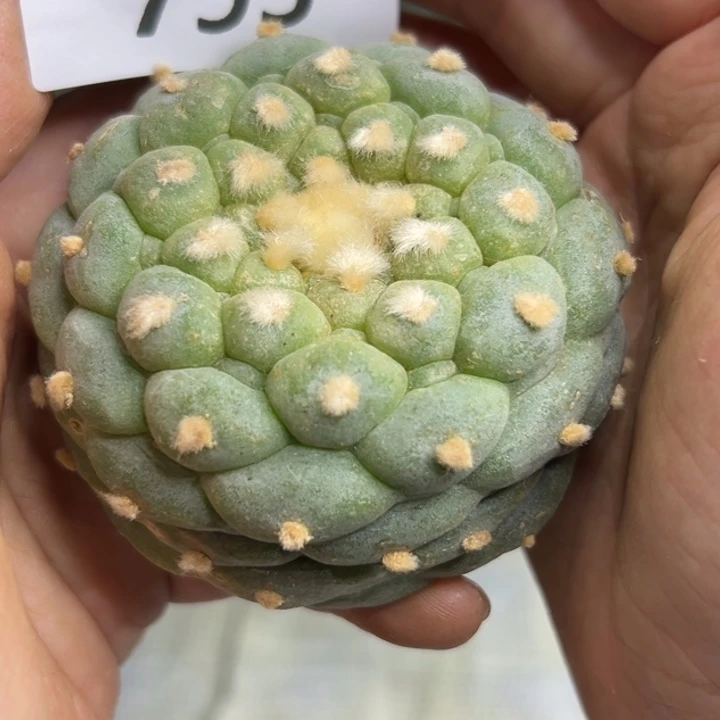 795 无根 仙人球的故事是
