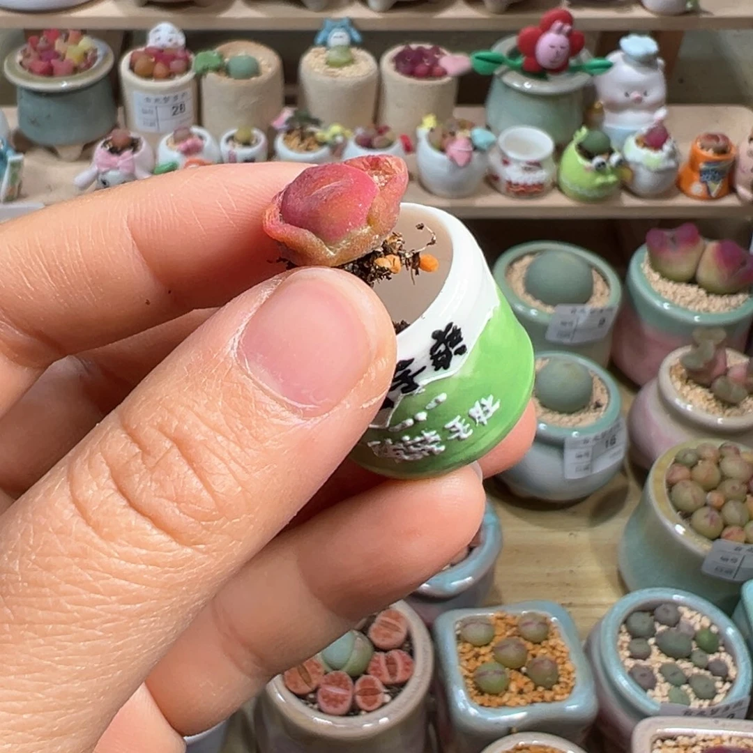 兔*子多肉植物48号拇指盆