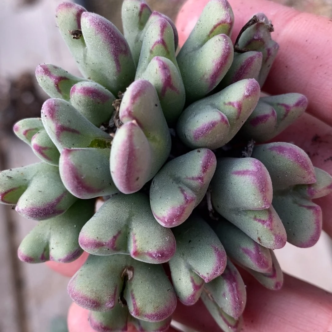 1315沙文利亚一群