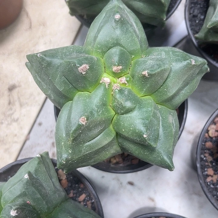 仙人球开花仙人球