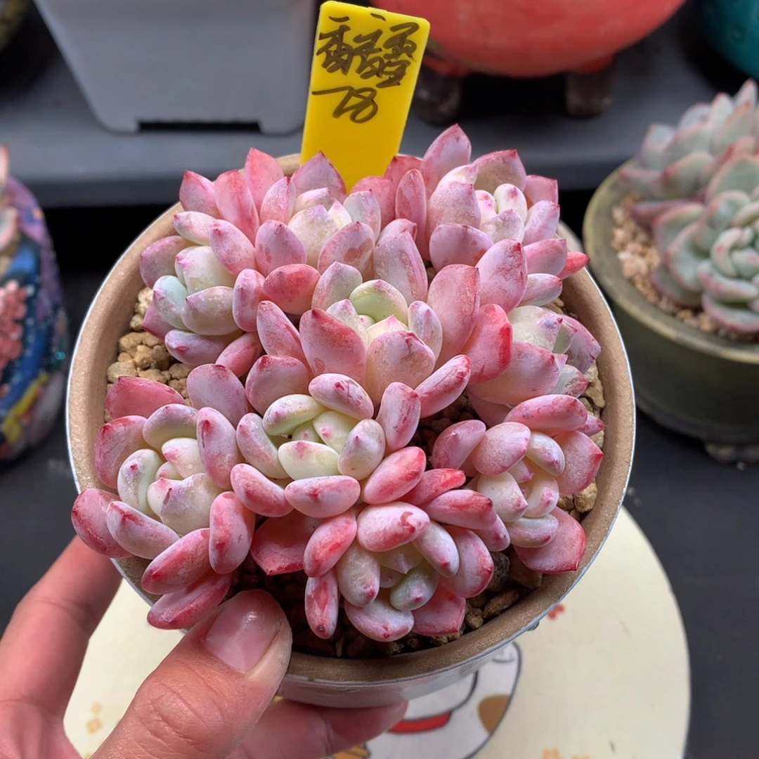 我们家的小姐姐们