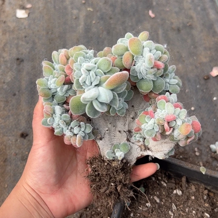 小*嗝490 多肉植物组合盆栽