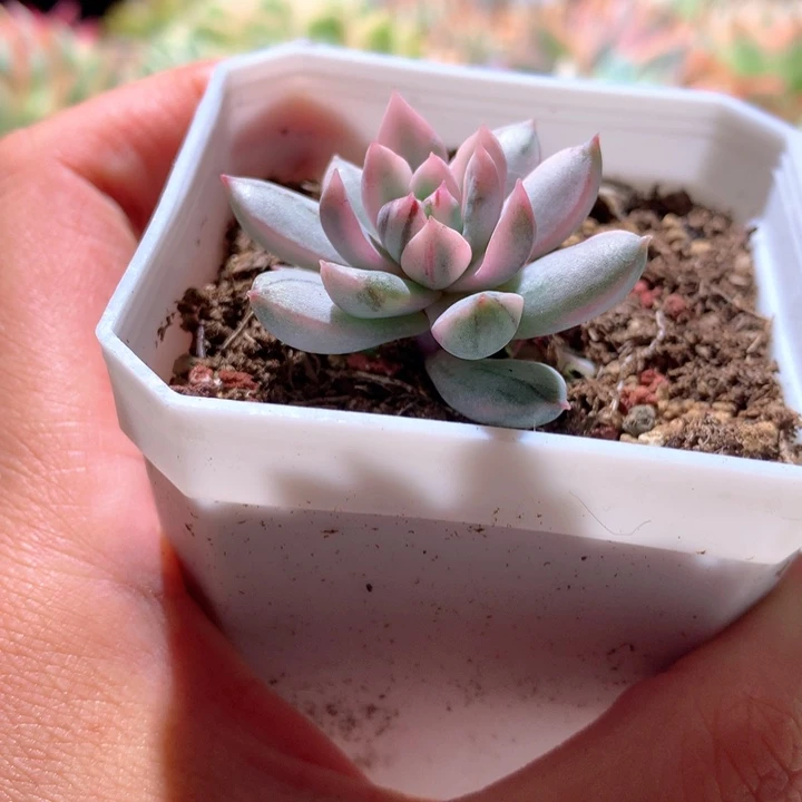 女美月白覆轮锦有根