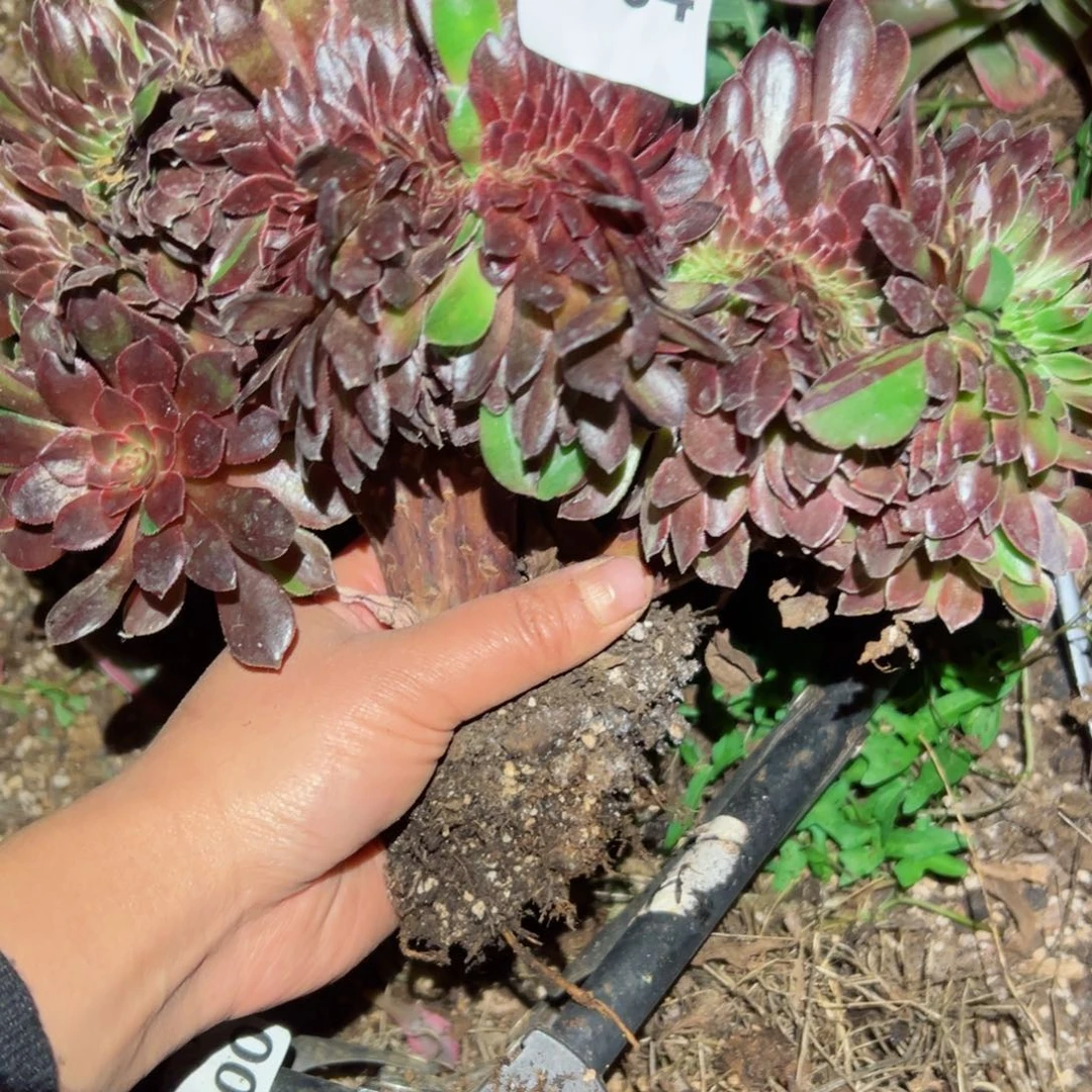 34 号多肉植物法师新年福利